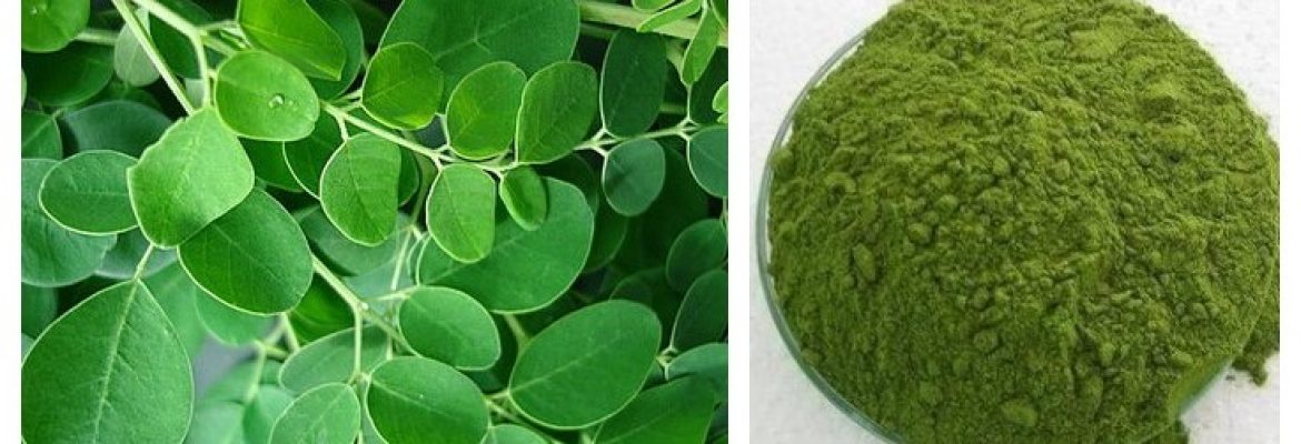 Organic Moringa Leaves | Leaf Powder | Oil Manufacturers, Wholesale