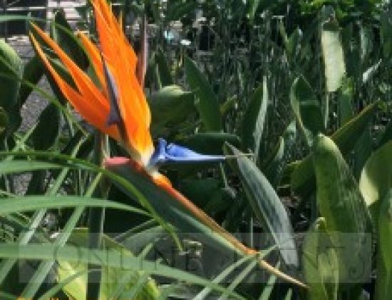 Bird of Paradise Plant for Sale | Strelitzia Reginae